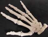Modello in gesso scheletro mano - settore medico